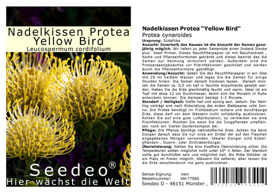 Seedeo® Nadelkissen Protea Yellow Bird (Leucospermum cordifolium) 7 Samen mit Smoke-Primer zur Keimverbesserung