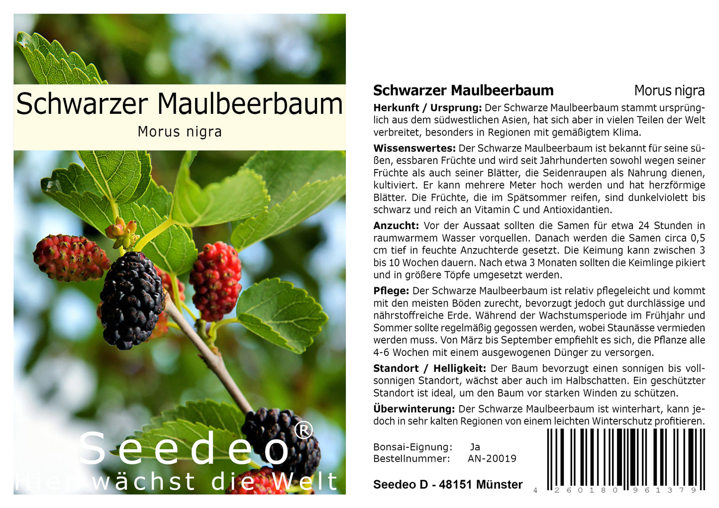 Seedeo® Schwarzer Maulbeerbaum (Morus nigra) 100 Samen