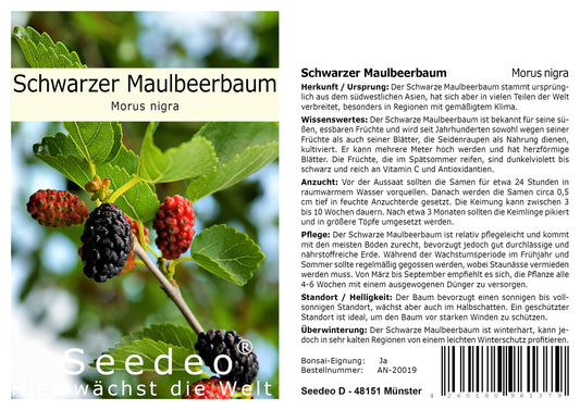 Seedeo® Schwarzer Maulbeerbaum (Morus nigra) 100 Samen