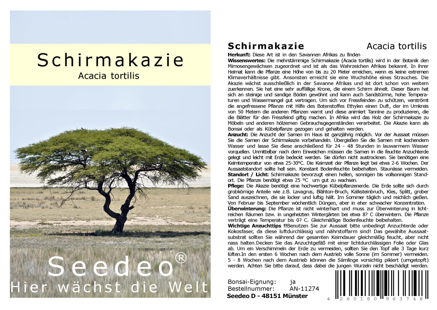 Seedeo® Schirmakazie (Acacia tortilis) 20 Samen