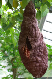 Seedeo® Gespensterpflanze (Aristolochia littoralis syn. elegans) 100 Samen