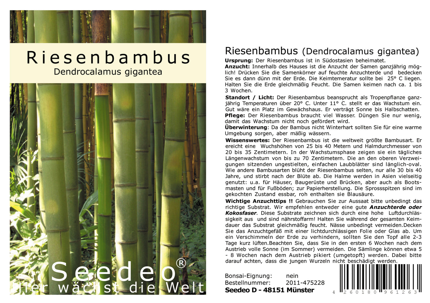 Seedeo® Riesenbambus (Dendrocalamus gigantea) 60 Samen