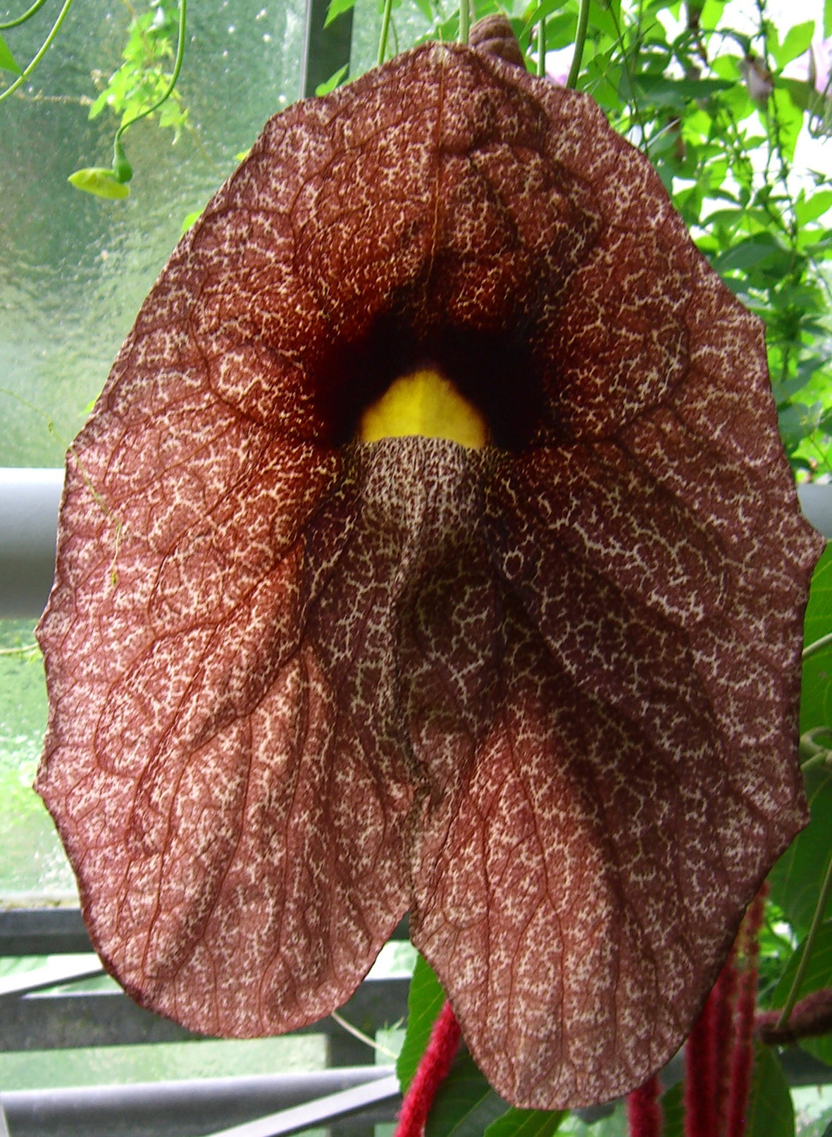 Seedeo® Gespensterpflanze (Aristolochia littoralis syn. elegans) 100 Samen