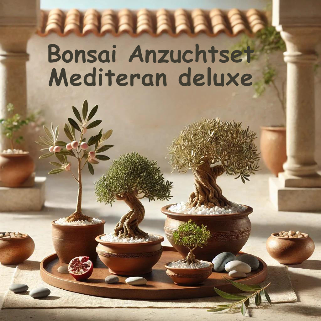 Seedeo® Bonsai Anzuchtset Mediteran deluxe (Echte Myrte, Ölbaum, Zwerg Granatapfel, Schlafbaum)