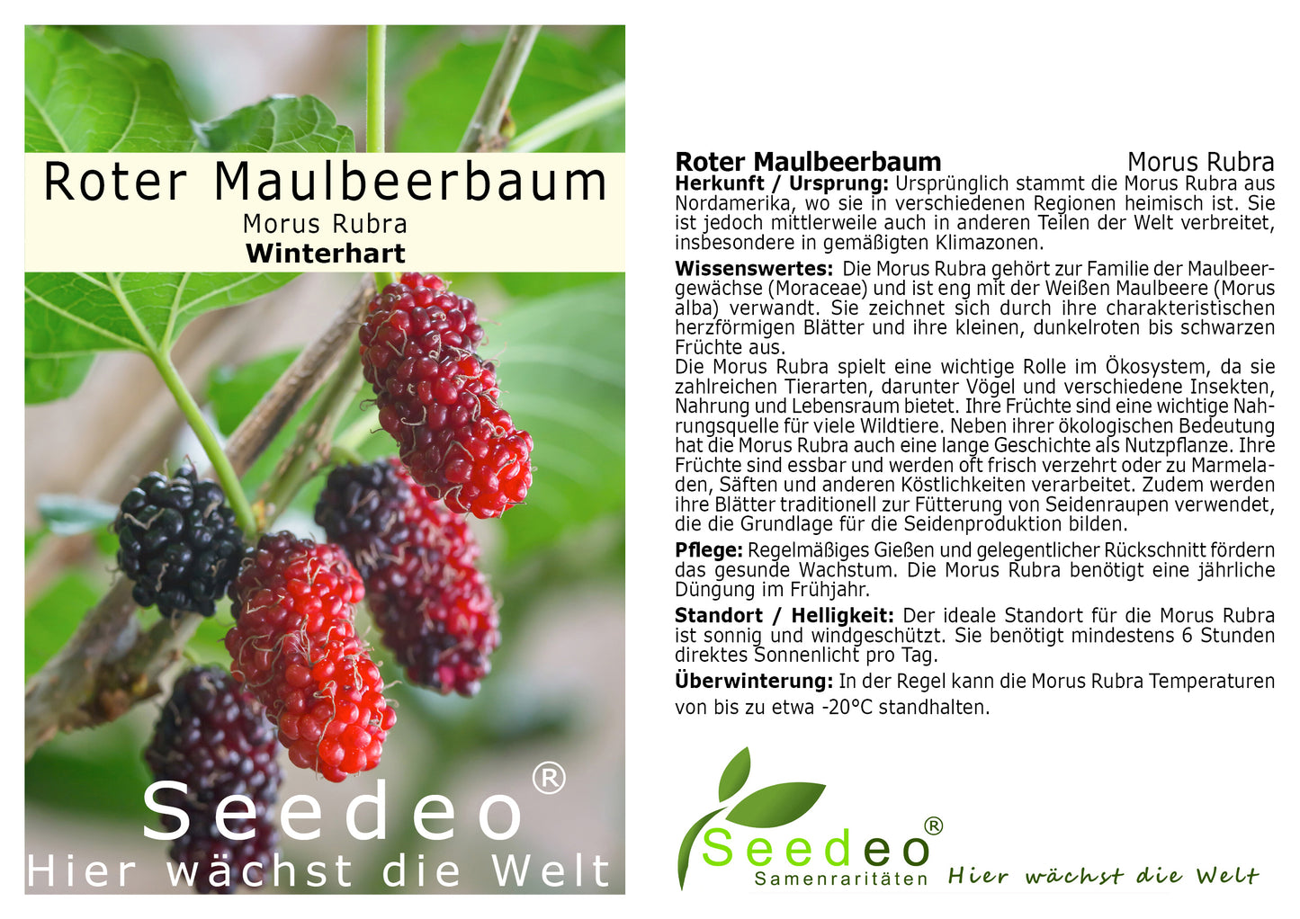 Seedeo® Roter Maulbeerbaum (Morus ruba) ca. 30 cm - 40 cm