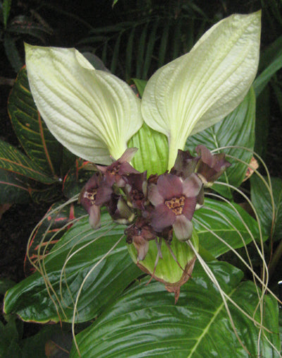 Seedeo® Weiße Fledermausblume (Tacca integrifolia) 15 Samen