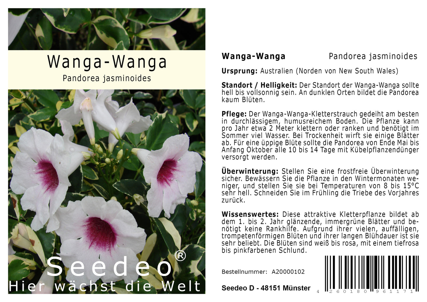 Seedeo® Wanga-Wanga - Pandorea jasminoides 30 Samen