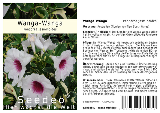 Seedeo® Wanga-Wanga - Pandorea jasminoides 30 Samen