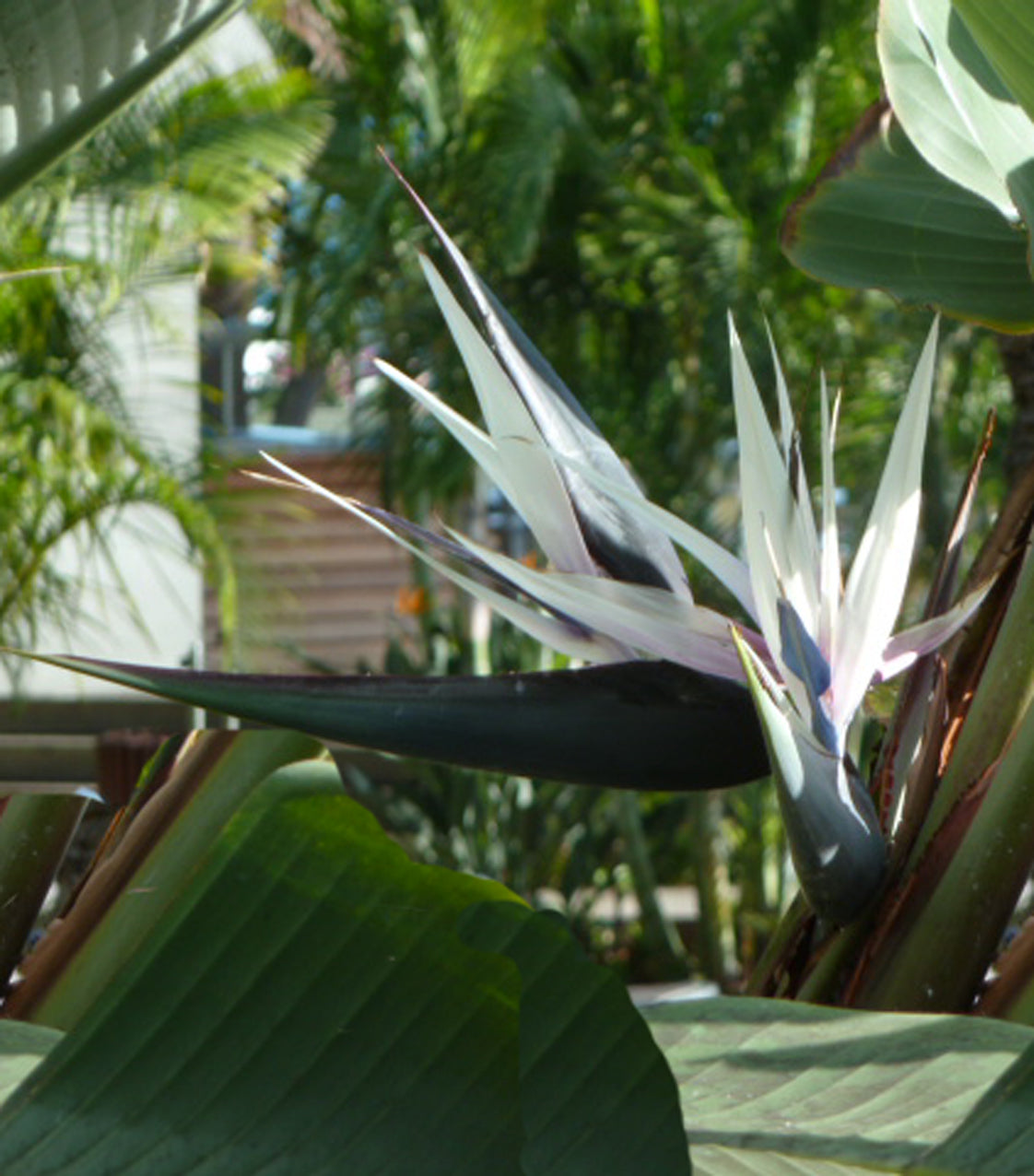 Seedeo® Paradiesvogelblume (Strelitzia nicolai) 10 Samen