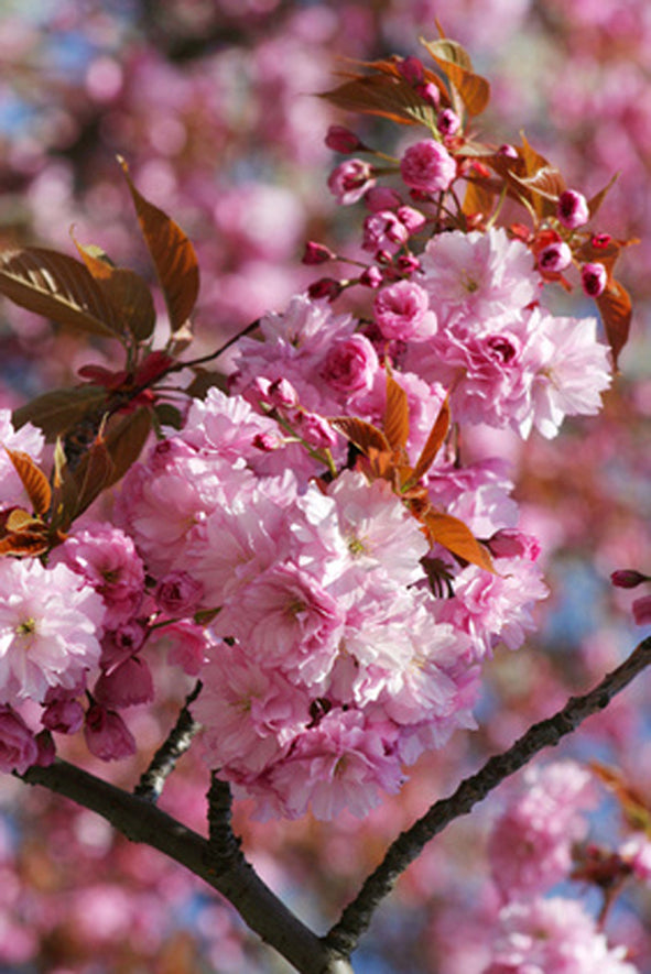 Seedeo® Japanische Blüten- und Zierkirsche (Prunus serrulata) 25 Samen