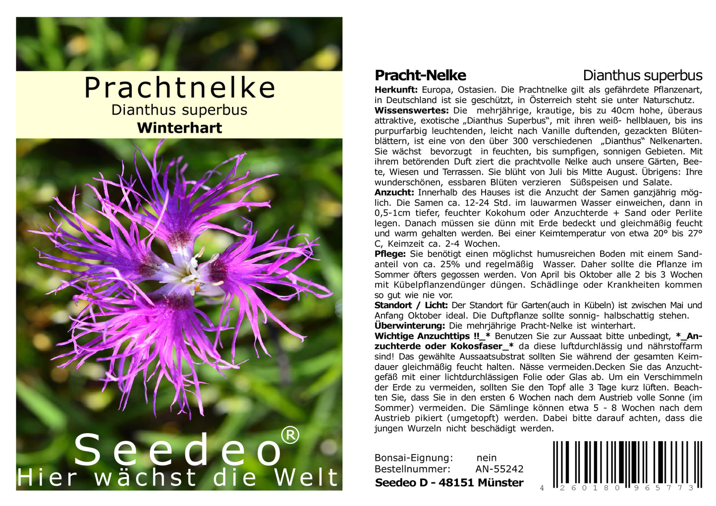 Seedeo® Pracht-Nelke (Dianthus superbus) 100 Samen