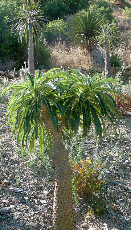 Seedeo® Madagaskarpalme (Pachypodium lamerei) 10 Samen