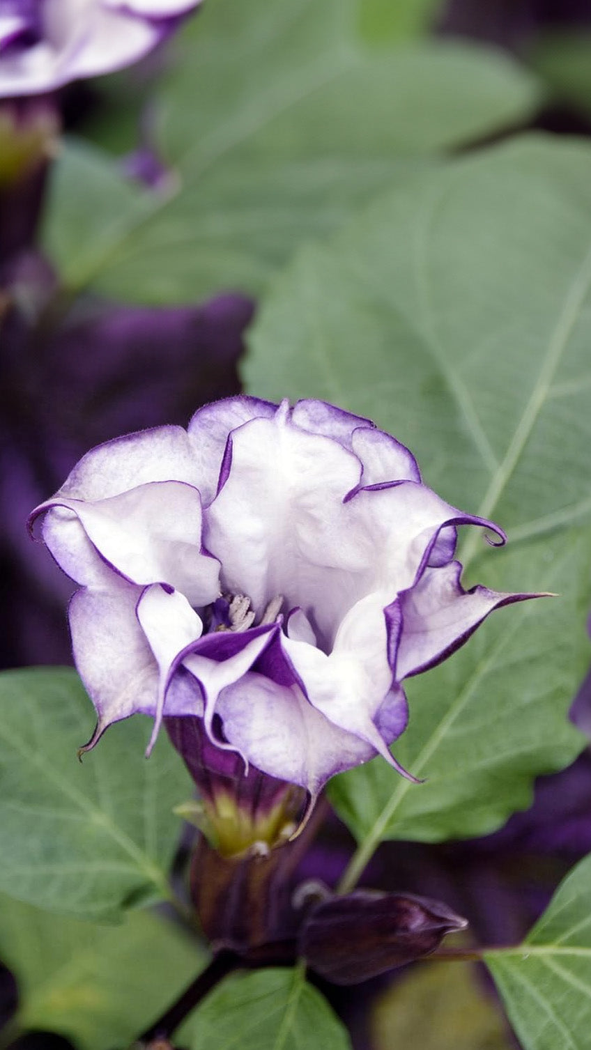 Seedeo® Teufelstrompete (Datura metel) 15 Samen