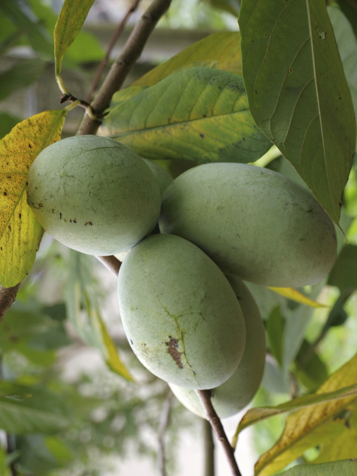 Seedeo® Indianerbanane/Papau/Pawpaw (Asimina triloba) Pflanze ca. 50 cm