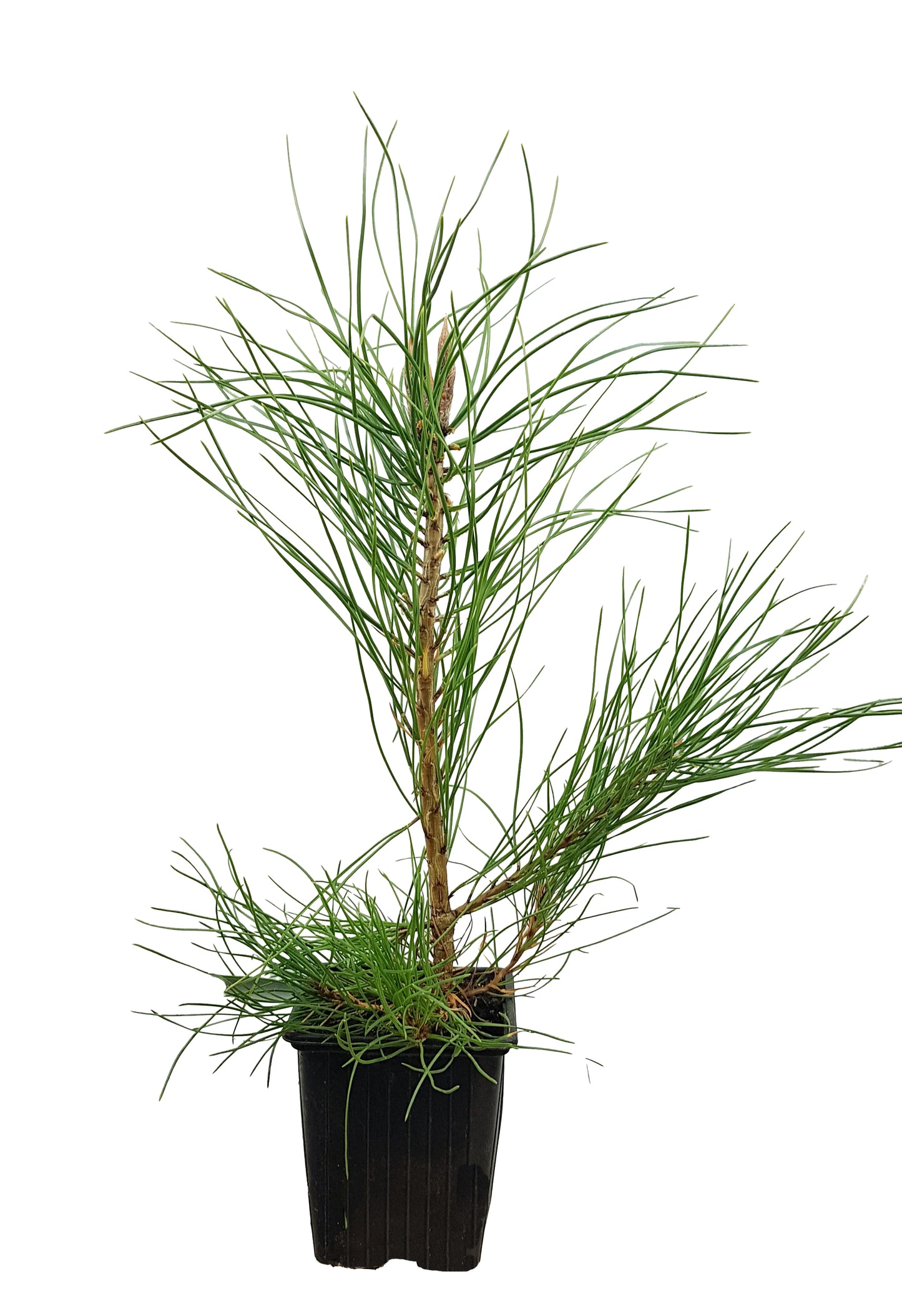 Seedeo® Österreichische Schwarzkiefer (Pinus nigra austriaca) 30 Samen