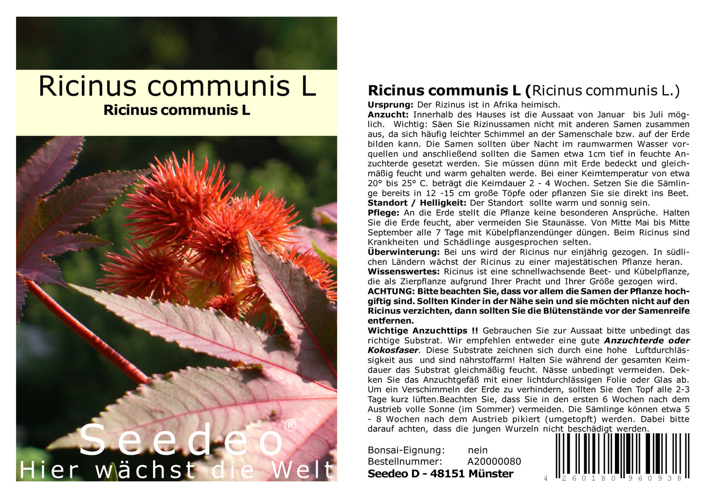 Seedeo® Ricinus (Ricinus communis) 15 Samen