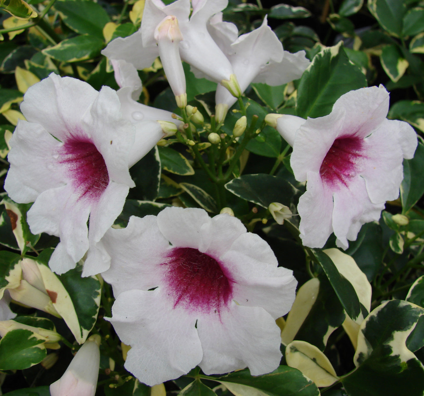 Seedeo® Wanga-Wanga - Pandorea jasminoides 30 Samen