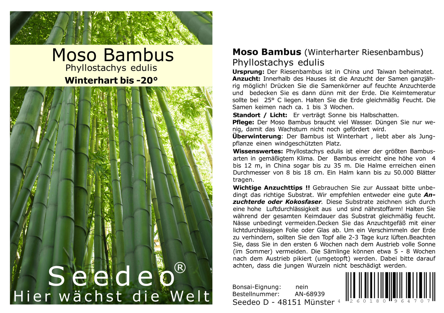 Seedeo® Moso Bambus (Riesenbambus) Phyllostachys edulis 100 Samen