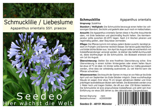 Seedeo® Schmucklilie Liebeslume (Agapanthus orientalis)25 Korn