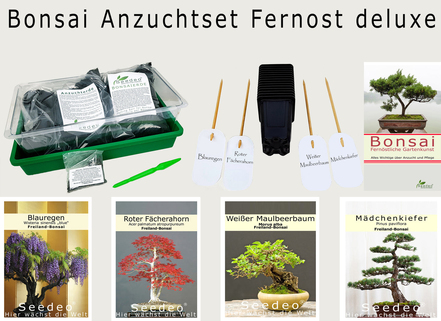 Seedeo® Bonsai Anzuchtset Fernost deluxe (Roter Fächerahorn, Weißer Maulbeerbaum, Blauregen, Mädchenkiefer.)