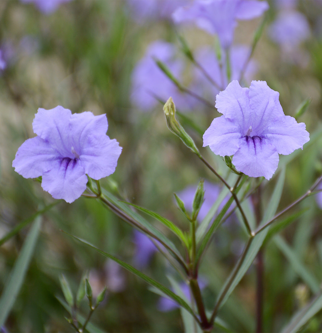 Seedeo® Petunienstrauch Bluebell (Ruellia tuberosa) 40 Samen