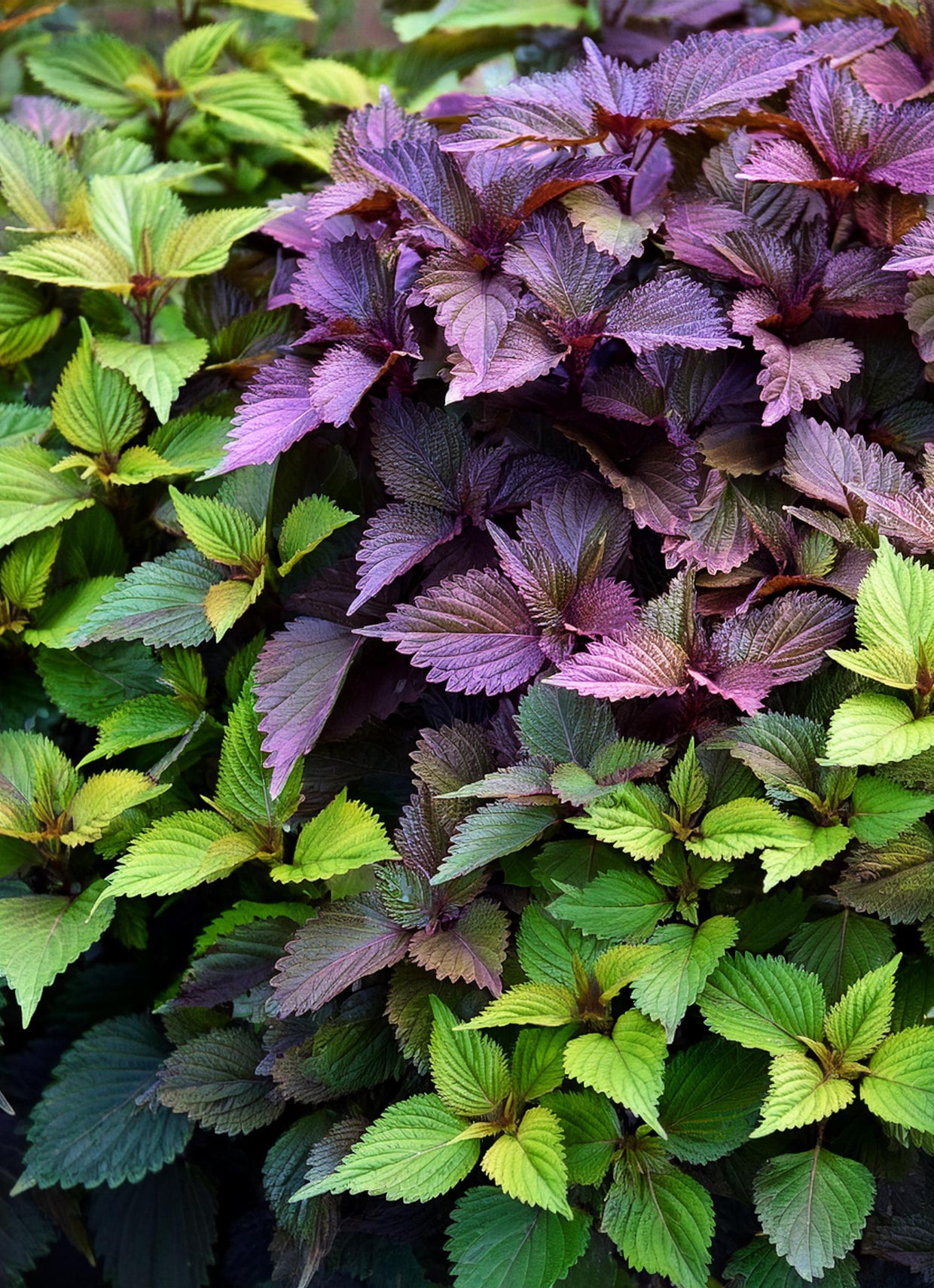 Seedeo® Shiso / Perilla Mischung grün & rot ca. 200 Samen