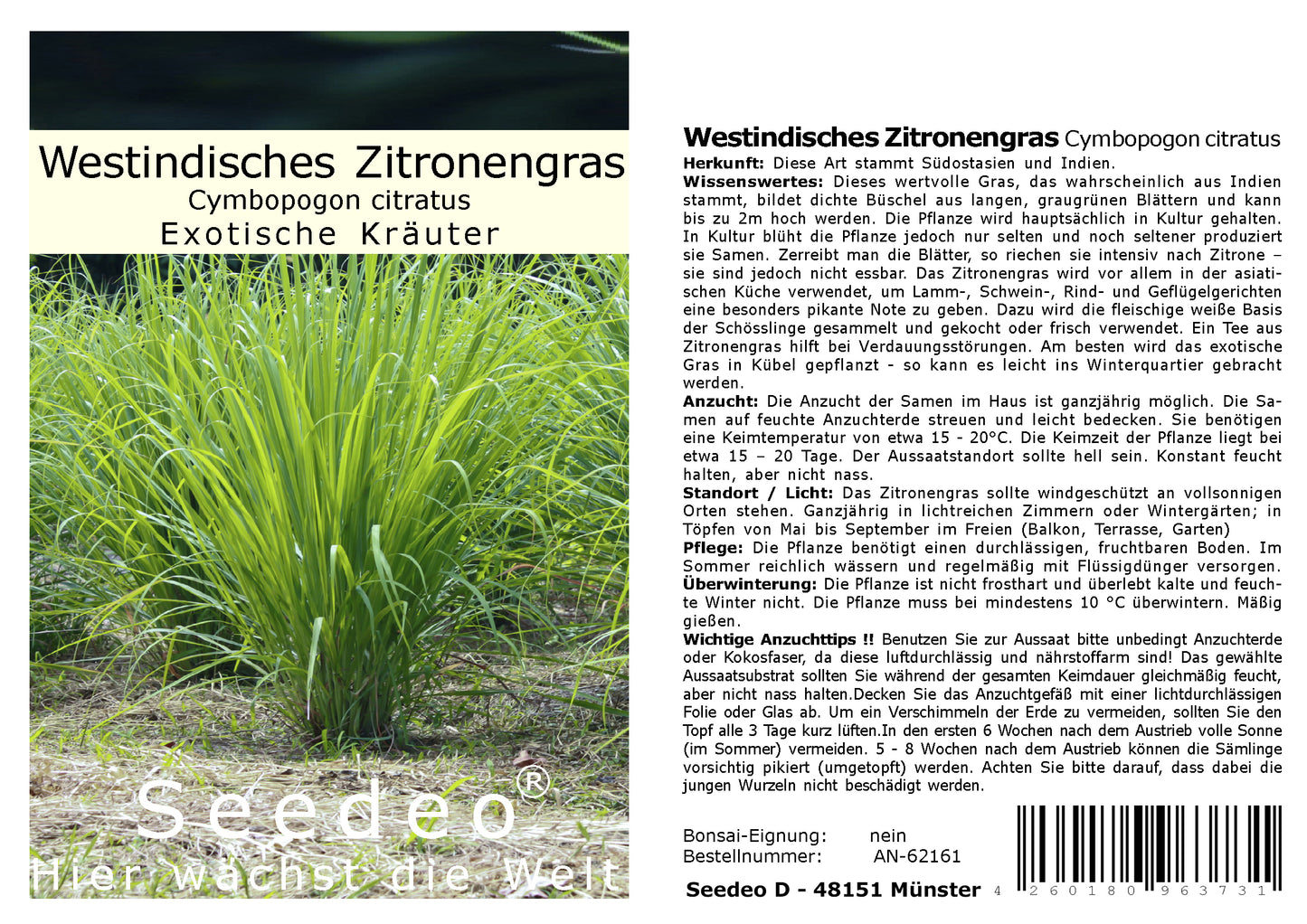 Seedeo® Westindisches Zitronengras Cymbopogon citratus 200 Samen