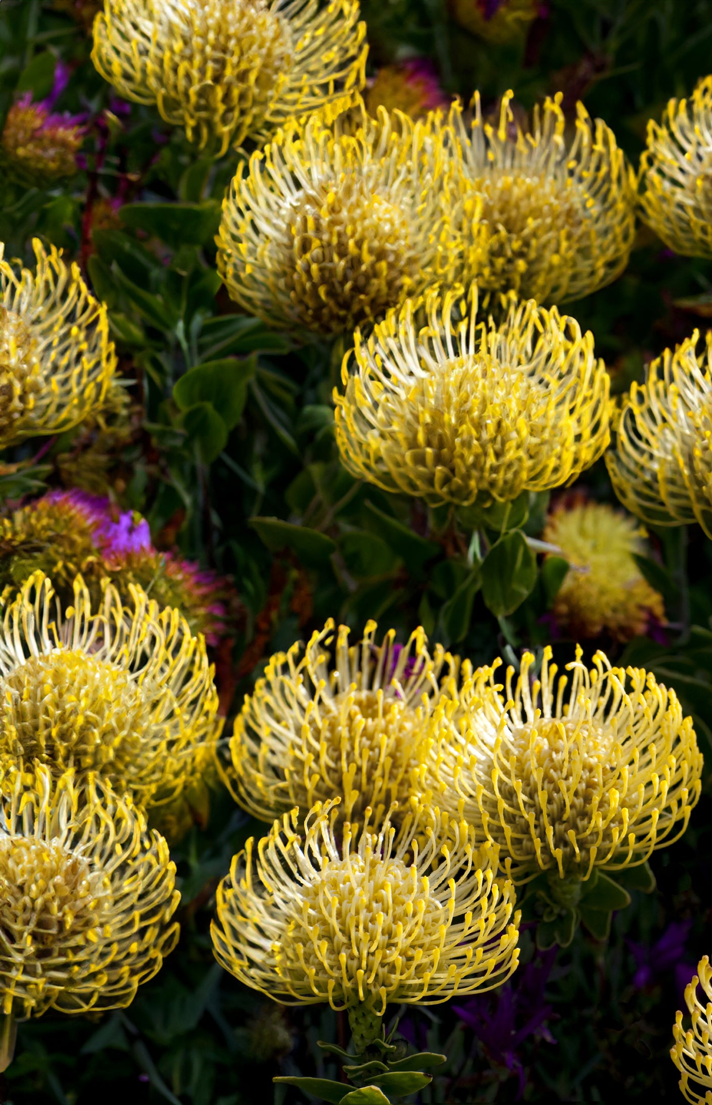 Seedeo® Nadelkissen Protea Yellow Bird (Leucospermum cordifolium) 7 Samen mit Smoke-Primer zur Keimverbesserung