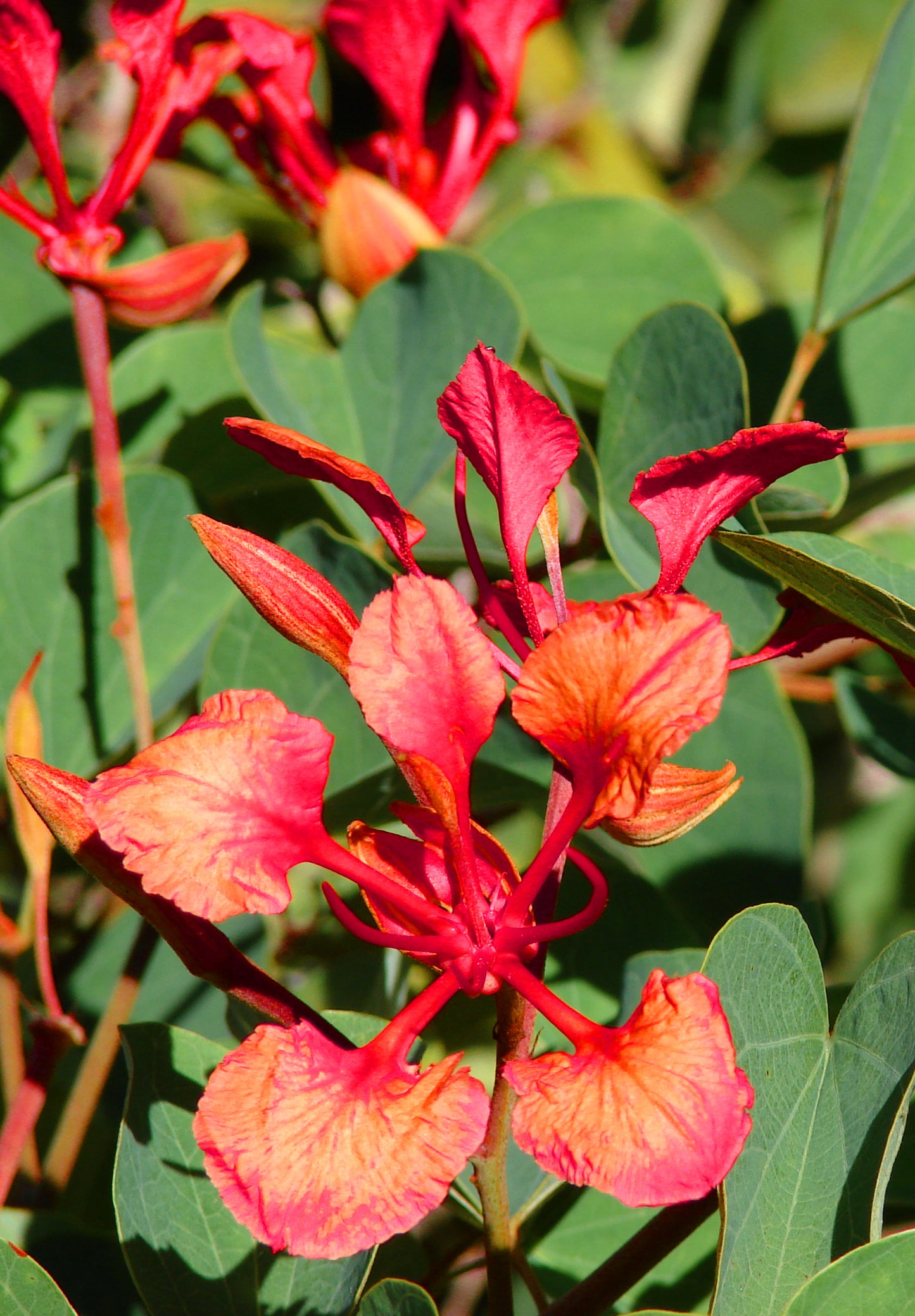 Seedeo® Roter Orchideen-Baum (Bauhinia galpinii) 20 Samen