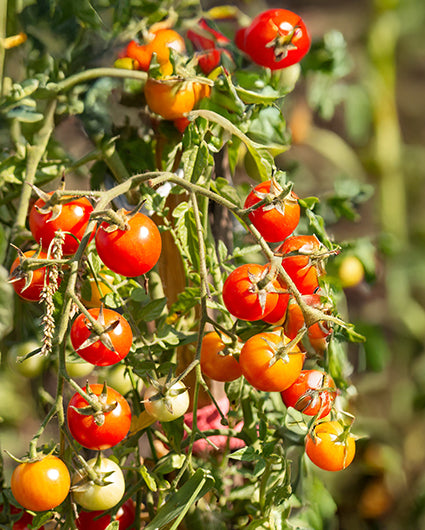 Seedeo® Wildtomate Rote Murmel (Solanum pimpinellifolium) BIO 10 Samen