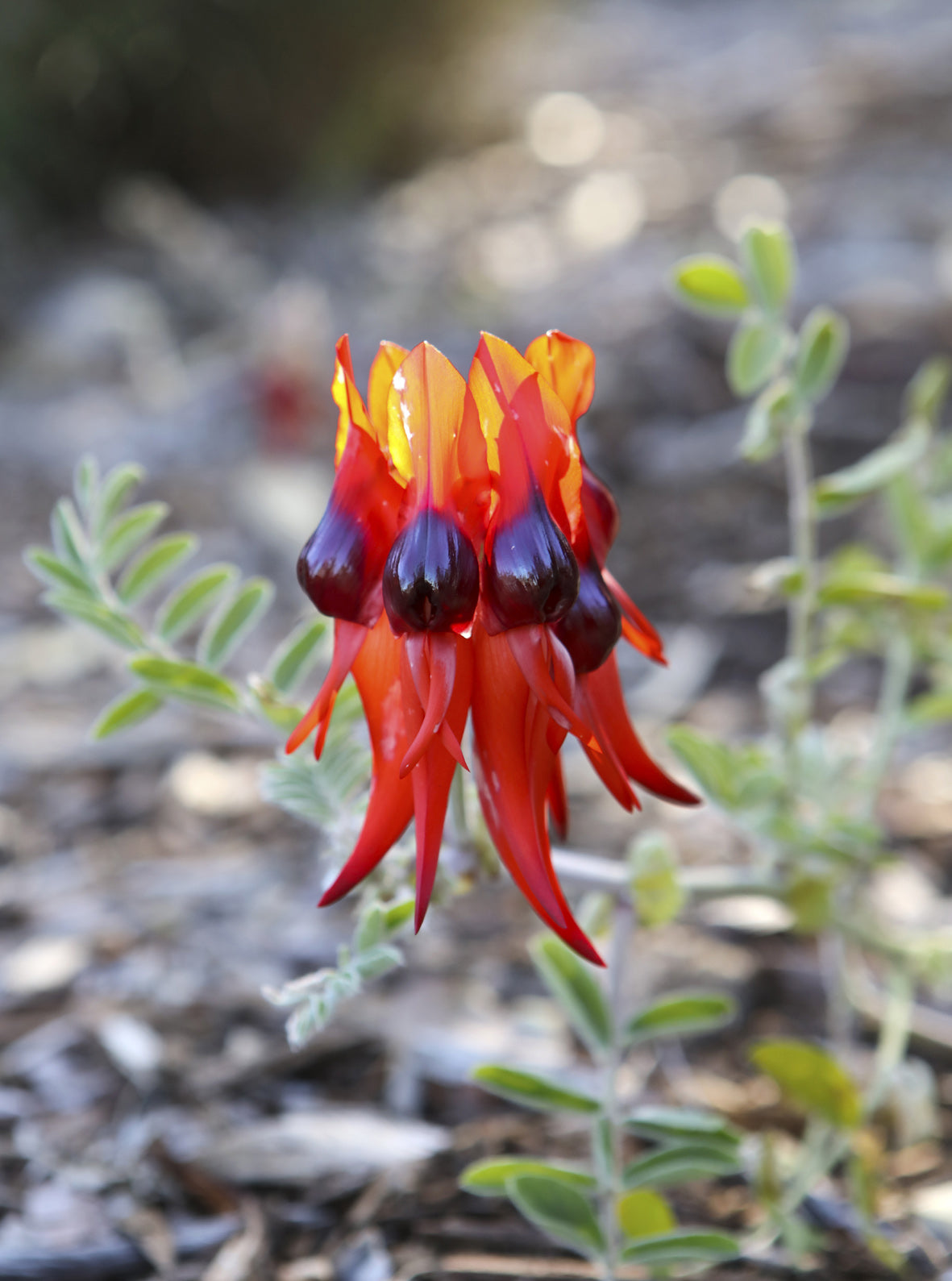 Seedeo® Papageienschnabel/Teufelskopf (Clianthus formosus syn. Swaisonia formosa) 30 Samen