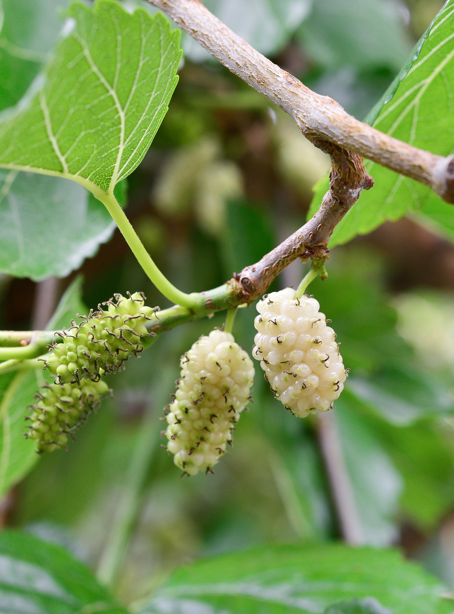 Seedeo® Weißer Maulbeerbaum (Morus alba) 200 Samen