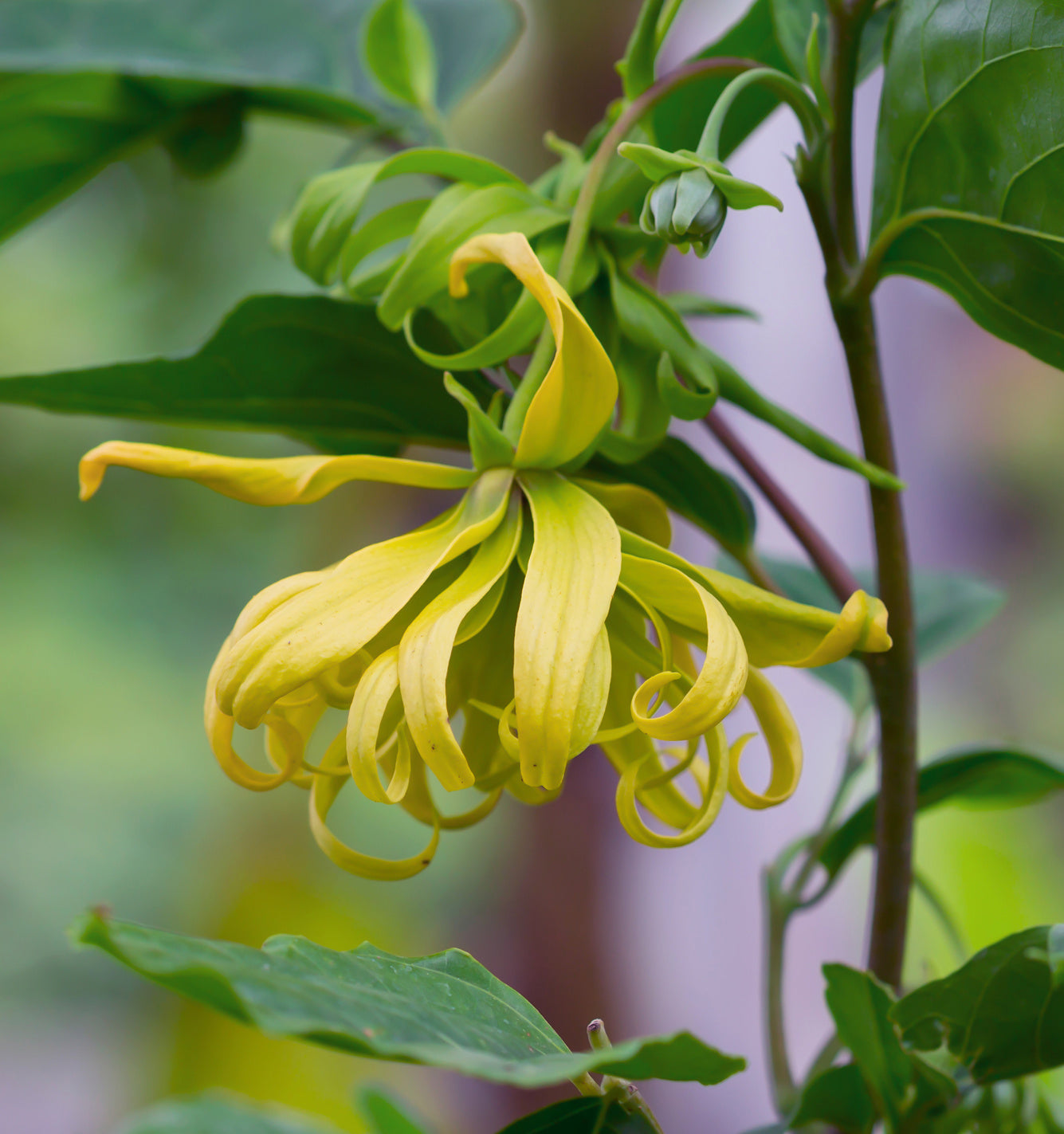 Seedeo® Ylang-Ylang Parfümbaum (Cananga odorata) 20 Samen