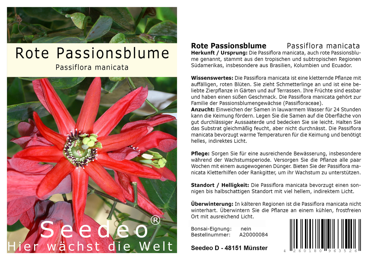 Seedeo® Rote Passionsblume (Passiflora coccinea) 10 Samen