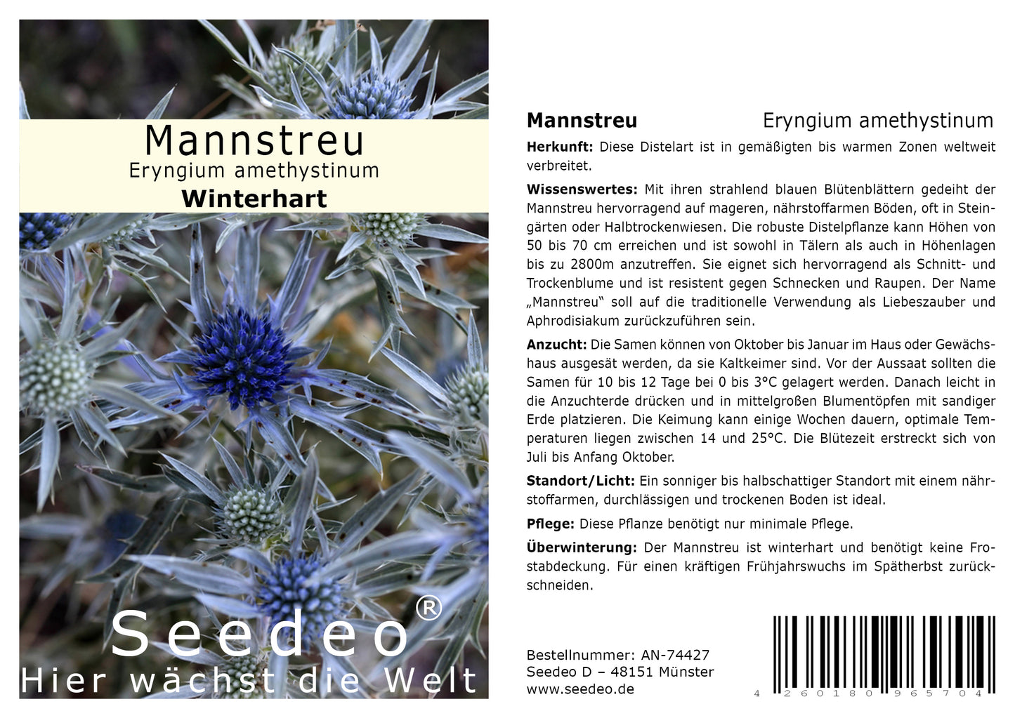 Seedeo® Mannstreu (Eryngium amethystinum) 30 Samen