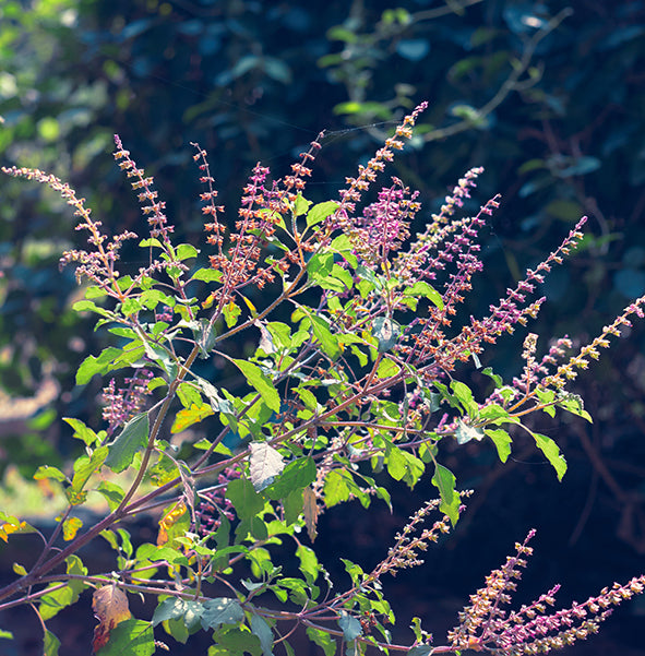 Seedeo® Heiliges Basilikum/Tulsi (Ocimum tenuiflorum syn. Sanctum) ca. 1000 Samen