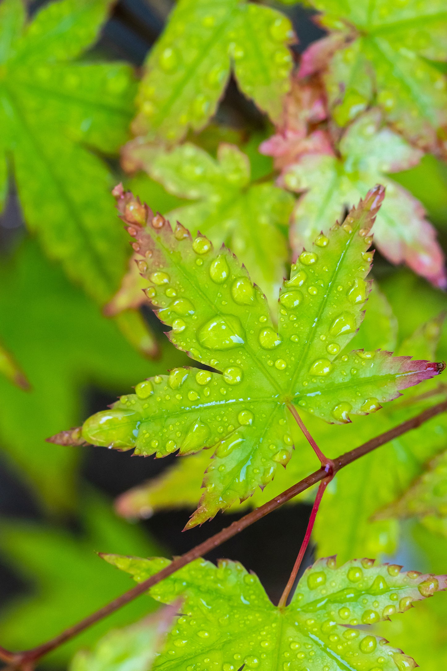 Seedeo® Grüner Fächerhorn (Acer palmatum) Pflanze ca. 50 cm - 70 cm hoch