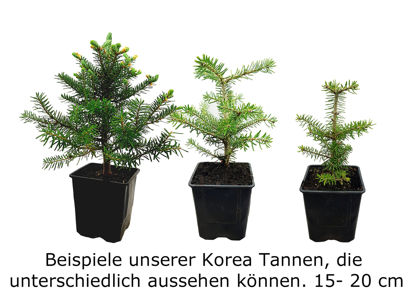 Seedeo® Korea Tanne (Abies koreana) Pflanze ca. 20 cm