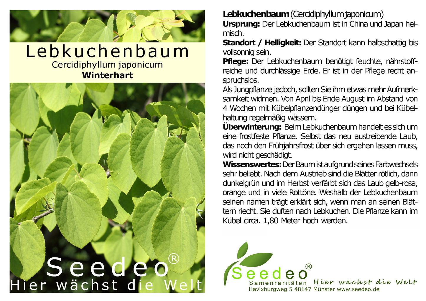 Seedeo® Lebkuchenbaum (Cercidiphyllum japonicum) Pflanze ca. 50 cm