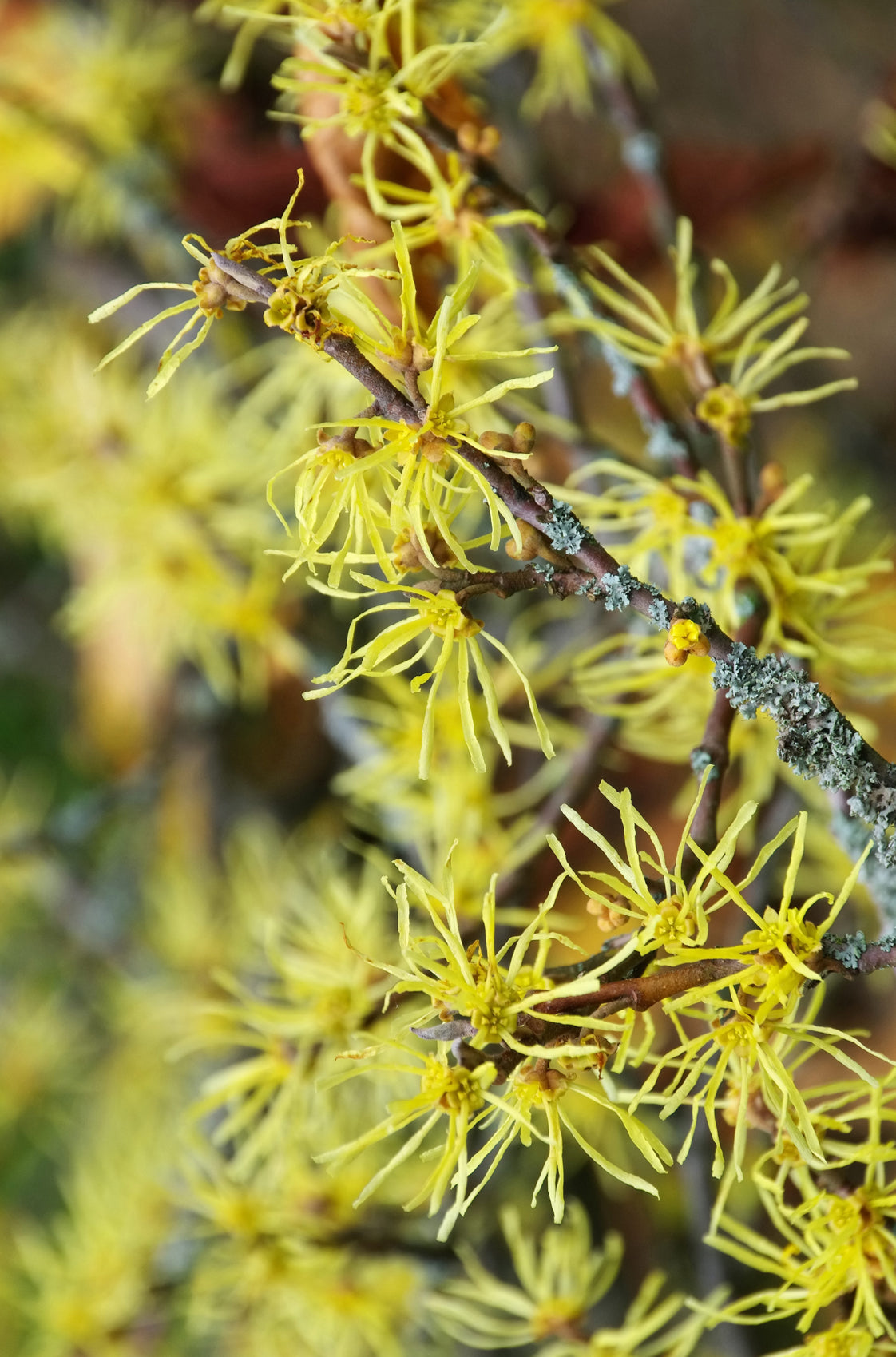 Seedeo® Virginische Zaubernuss (Hamamelis virginiana) Pflanze ca. 30 cm - 50 cm hoch