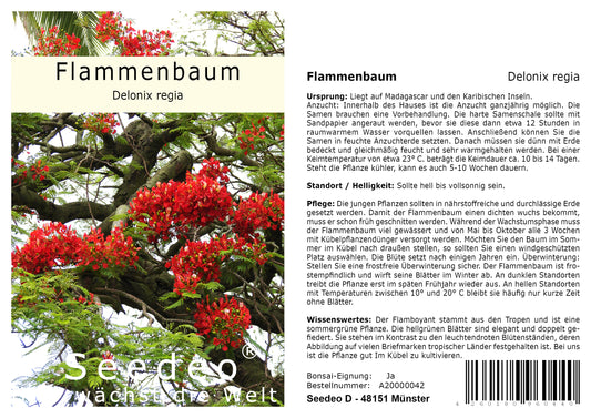 Seedeo® Flammenbaum/Flamboyant - (Delonix regia) 6 Samen