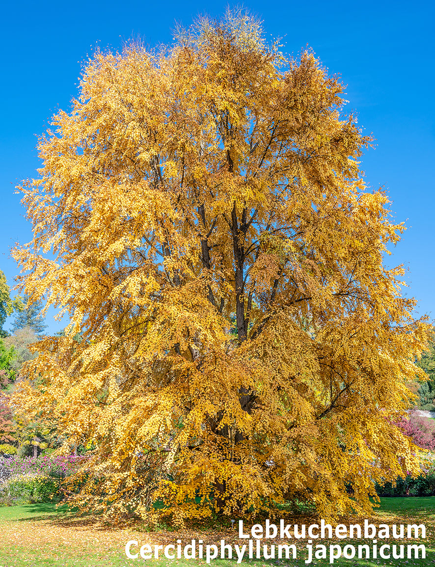 Seedeo® Lebkuchenbaum (Cercidiphyllum japonicum) Pflanze ca. 50 cm