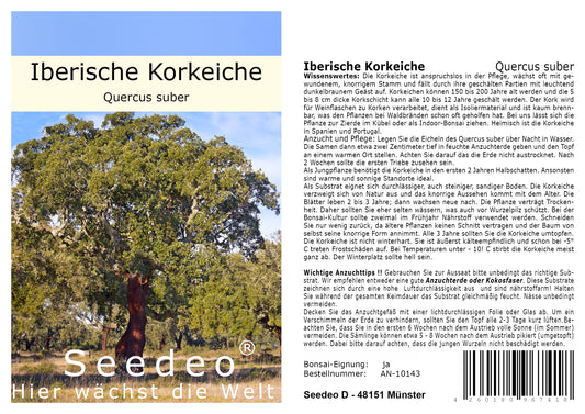 Seedeo® Iberische Korkeiche (Quercus suber) 4 Samen