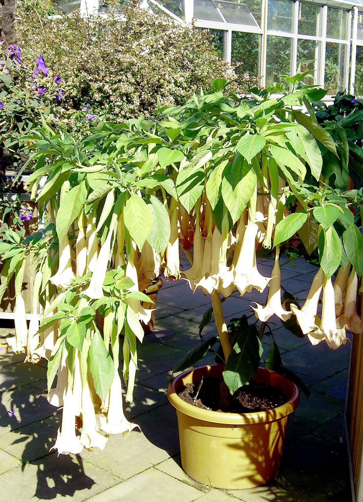 Seedeo® Engelstrompete weiß-hängend - Brugmansia suaveolens 10 Samen