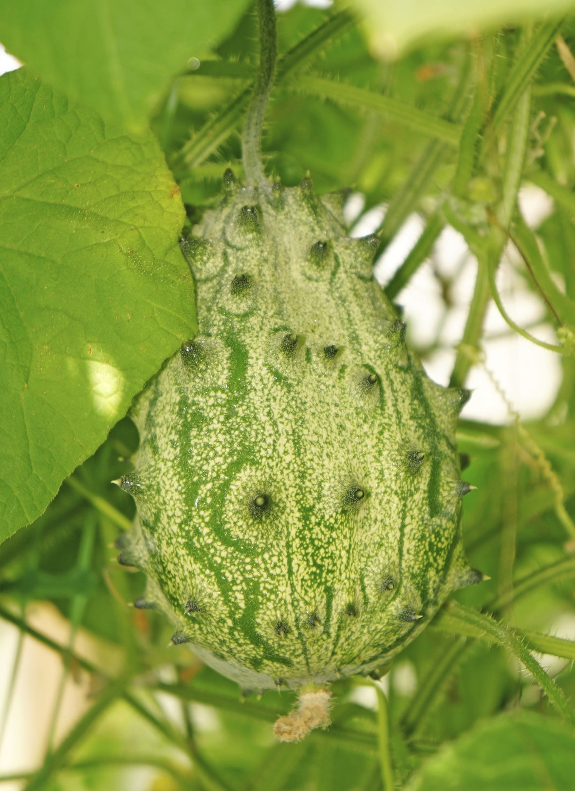 Seedeo® Stachelgurke Kiwano  (Cucumis metuliferus)  10 Samen BIO