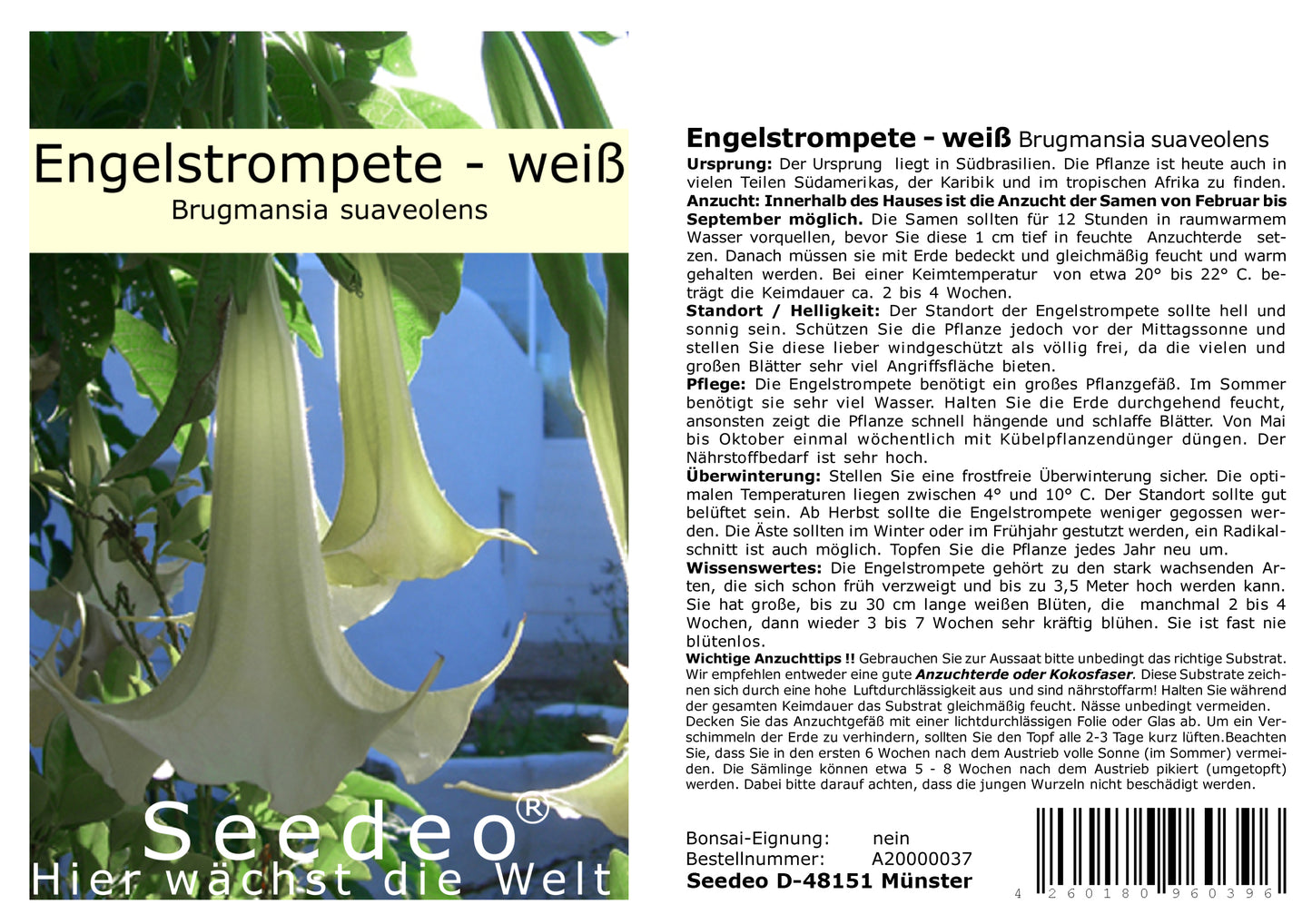 Seedeo® Engelstrompete weiß-hängend - Brugmansia suaveolens 10 Samen