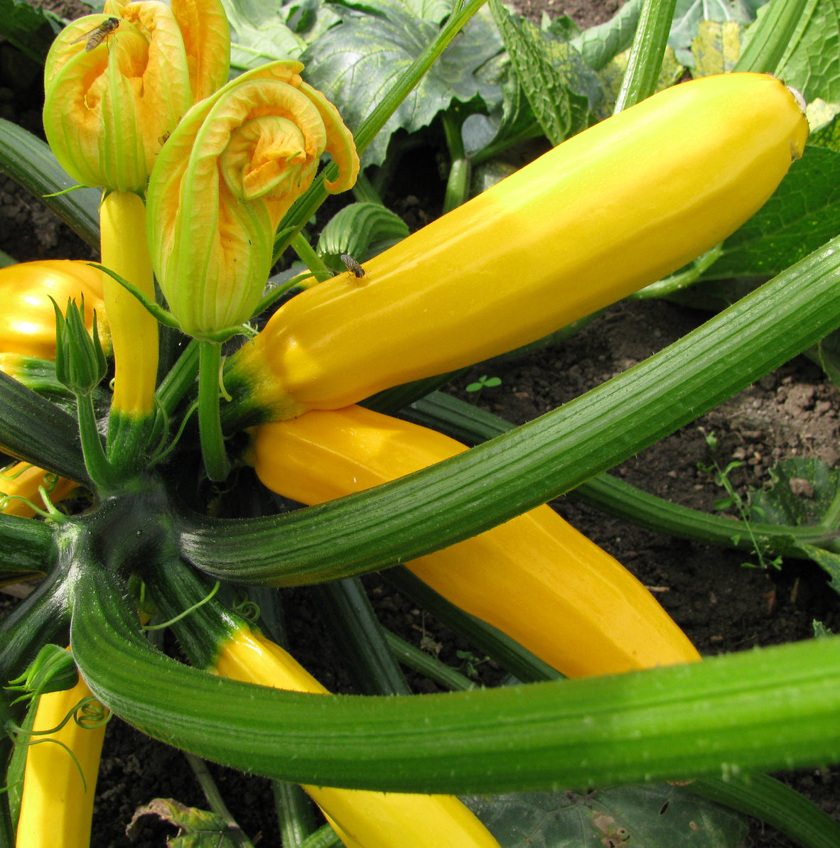 Seedeo® Zucchini  Gold Rush (Cururbita pepo L.) 20 Samen BIO