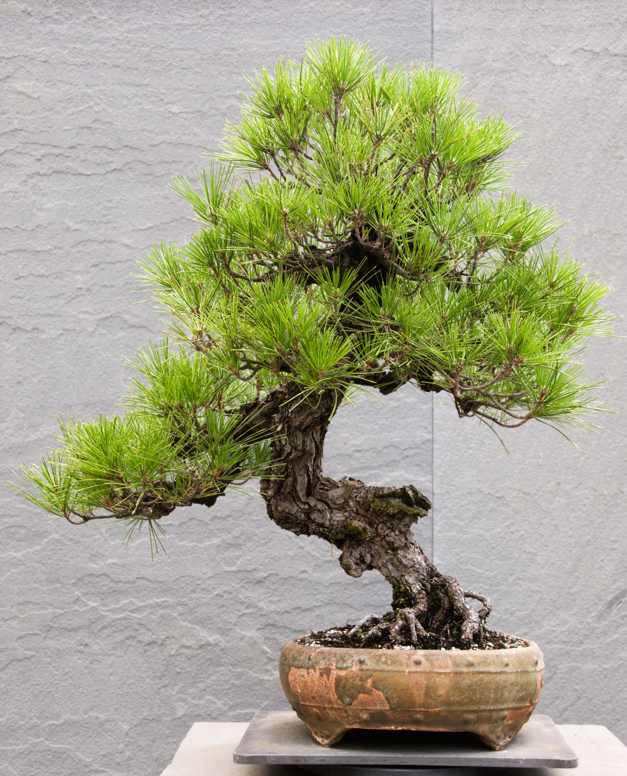 Seedeo® Japanische Schwarzkiefer (Pinus thunbergii ) Bonsai 30 Samen