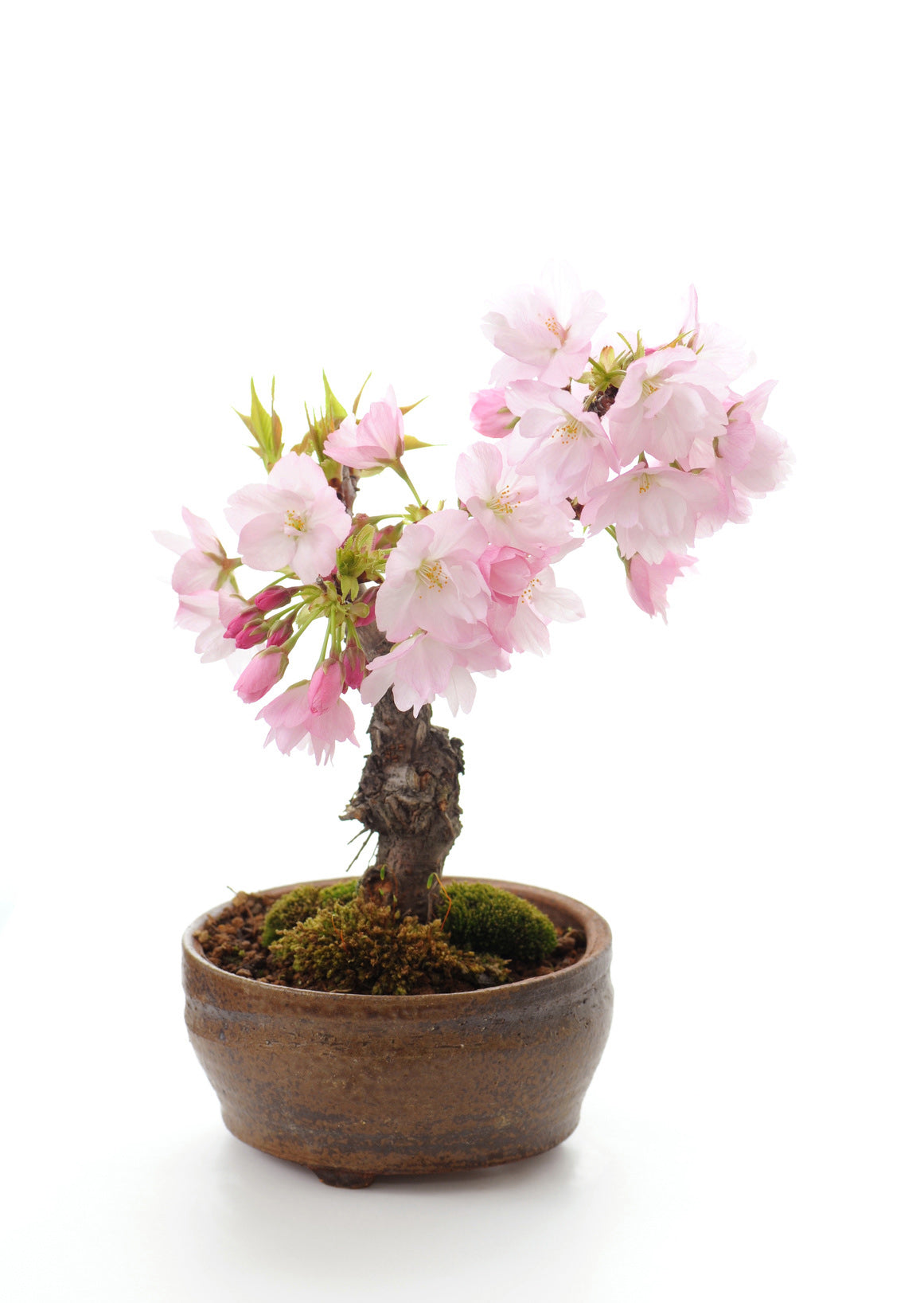 Seedeo® Japanische Blüten- und Zierkirsche  (Prunus serulata) Bonsai 25 Samen