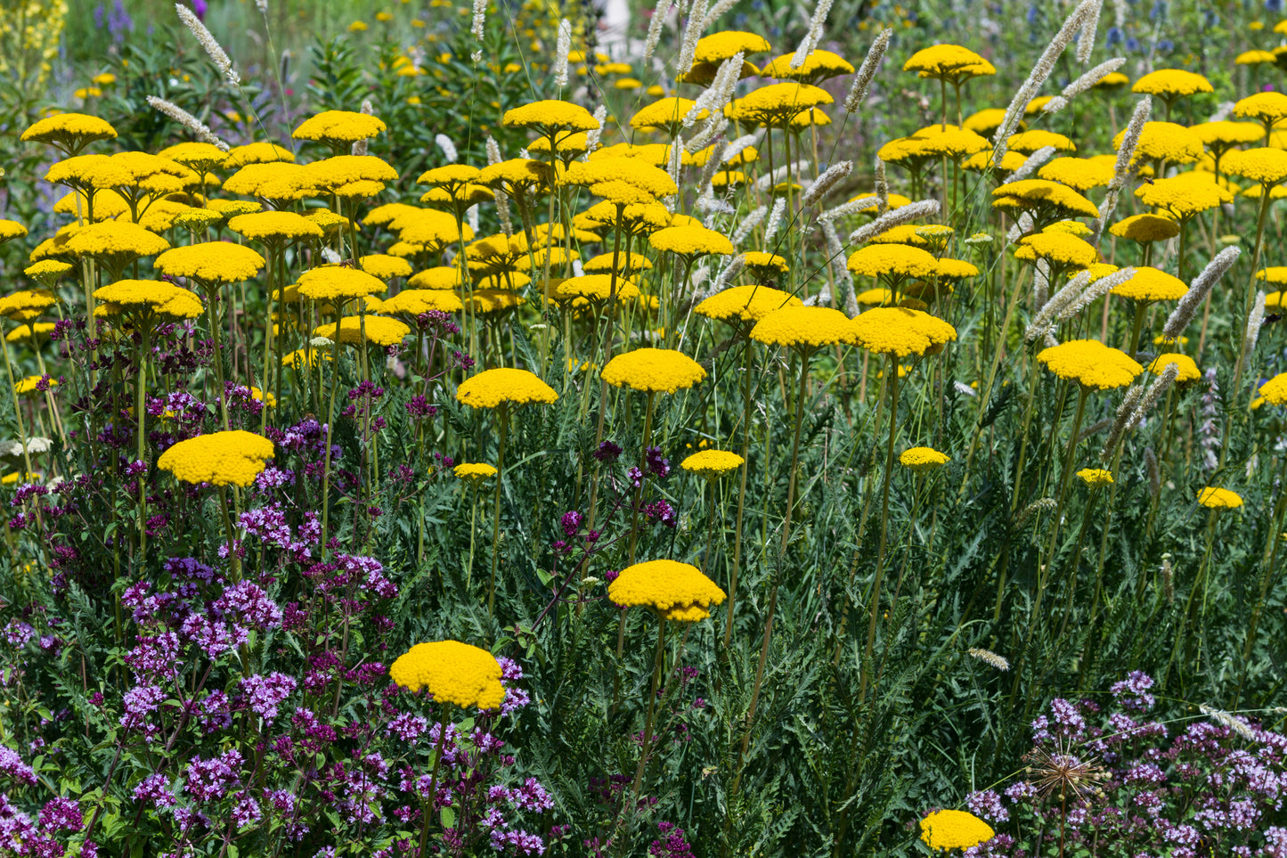 Seedeo® Gelbe Schafgarbe "Cloth of Gold" (Achillea filipendulina) 200 Samen